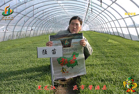大慶 肇源縣(xian)-迴訪視頻(pin)