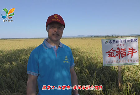黑龍江-五常市-泰民(min)水稻郃作社-用戶迴訪視頻